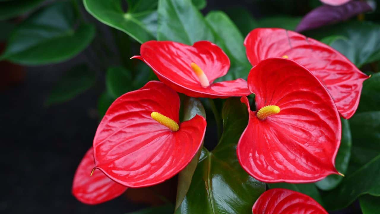 Anthurium Dev Agency's website cover image