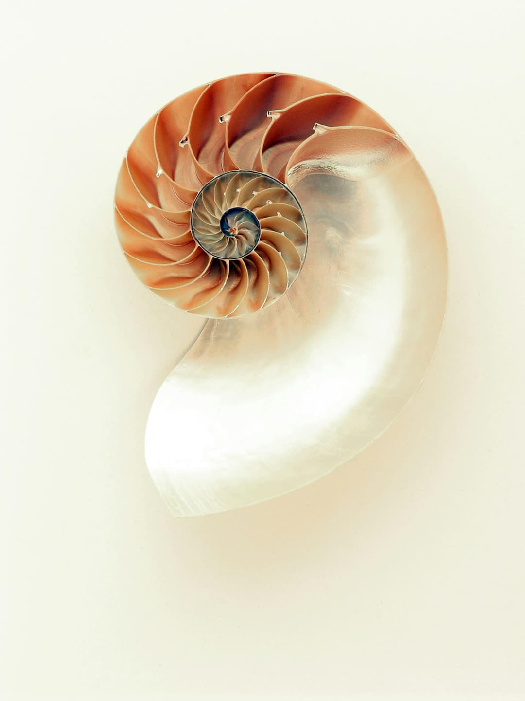 Fibonacci's image